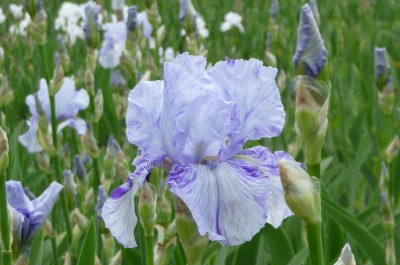 IrisGnuBlues_2.JPG