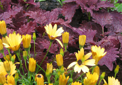 Kapkoerbchen_Coleus_kl.jpg