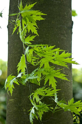 Acer-saccharinum-Mai1910.jpg