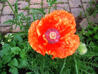 papaver74.jpg