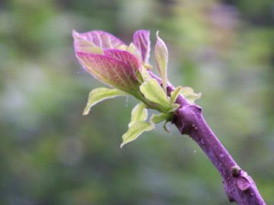 Catalpa31.JPG