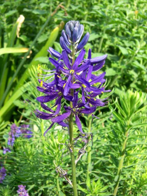 Camassia-quamash-Orion_we.jpg