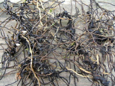 DSCF1260.JPG