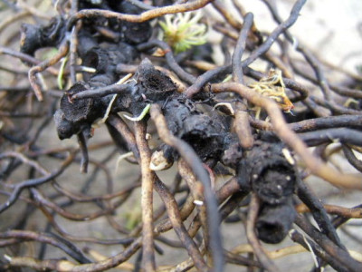 DSCF1264.JPG