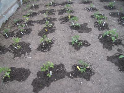 Tomatengepflanzt.jpg