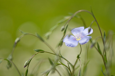 Linum-perenne-Mai1910.jpg