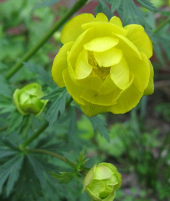 Trollius_europaeus_800x600.jpg