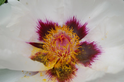 Fen_Jin_Yu_0010__65121.jpg
