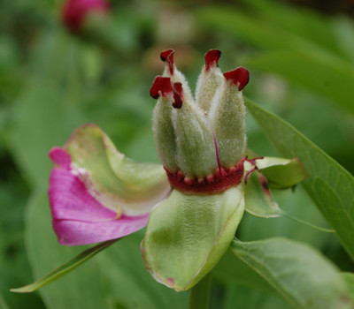 Paeonia_mollis_0010__65116.jpg