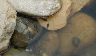 Kaulquappen__Schnecke_0010__65099.jpg