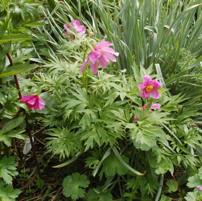 Paeonia_anomala_ssp_veitchii_0010__65069.jpg