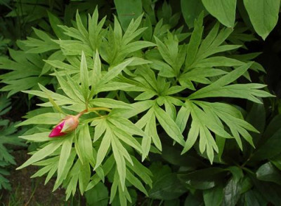Paeonia_anomala_ssp._anomala_0010__65070.jpg