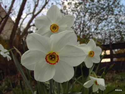 PICT2431.JPG