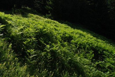 adlerfarn_wild_dolomitensteig_01.jpg