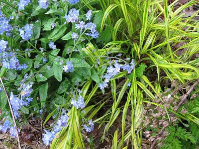 Myosotis_aureola_ue.jpg