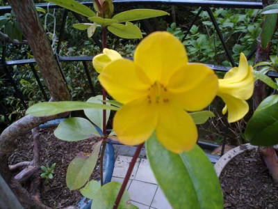 Kopie_von_200520102722R.laetum.jpg