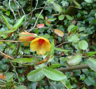Kopie_von_200520102738R.viscidifolium.jpg