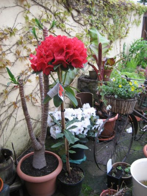 2010-05-20_Red_Jack.jpg