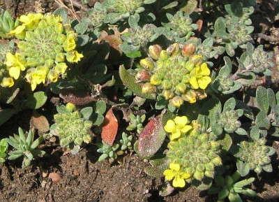 Alyssum.jpg