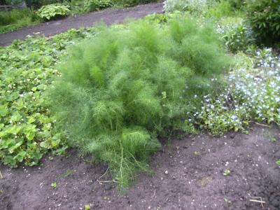Fenchel.jpg