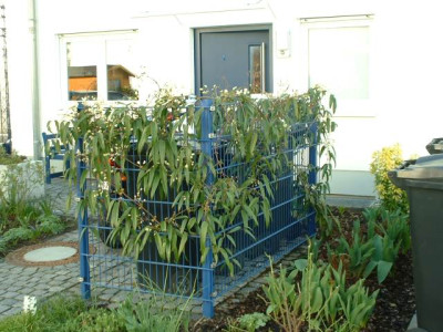 ClematisArmandii.jpg