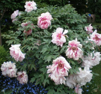 paesurosa1.jpg