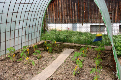 Mulch_auf_Tomaten0310a.jpg