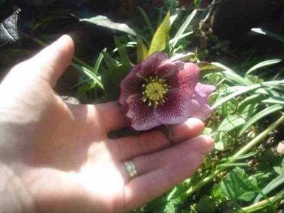 Helleborus_orientalis_rot1.jpg