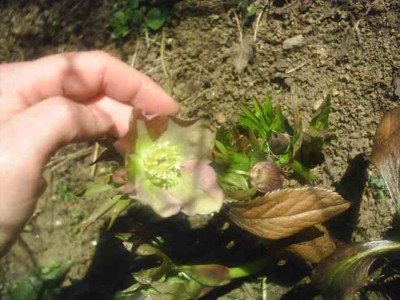 Helleborus_orientalis_rot2.jpg
