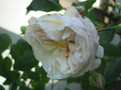20mai2010_008_Small.jpg