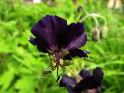 Ger_Phaeum_Raven_100521.jpg