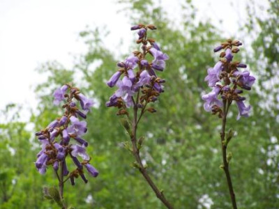 100_8656.JPG