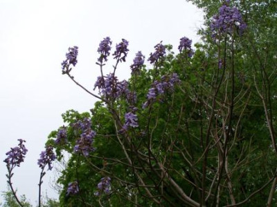 100_8655.JPG