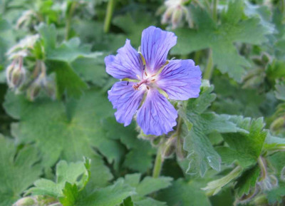Geranium_Philippe_Vapelle_Slg_1024x768.jpg