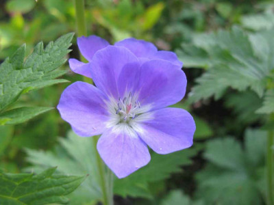 Geranium_sylvaticum_Slg_1024x768.jpg