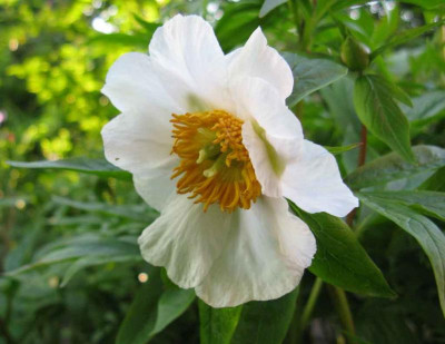 Paeonia_Early_Windflower_1024x768.jpg