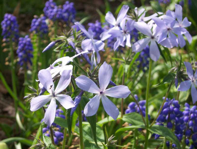 PhloxCoPMuscari_web.jpg