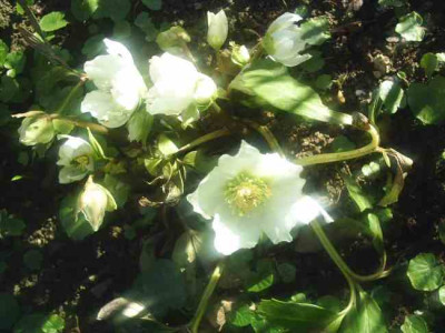 Helleborus_niger1.jpg
