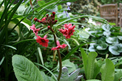 _Primula_japonica_Millers_CrimsonIMG_5880jpg.jpg