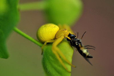 Krabbenspinne_mit_Schwebfliege.JPG
