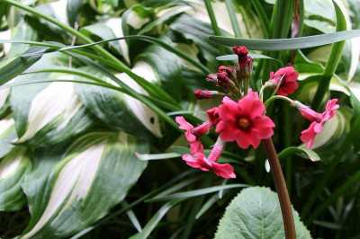 _Primula_japonica_Millers_CrimsonIMG_5879jpg.jpg