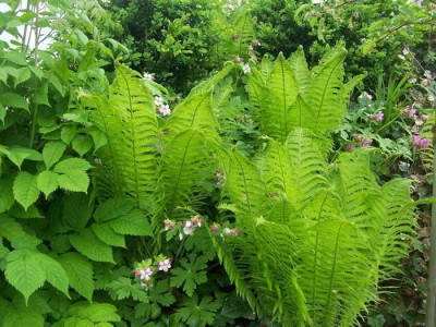 Matteucia05_web.jpg