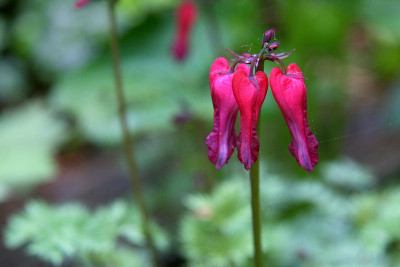 Dicentra_Red_FountainIMG_5883jpg.jpg