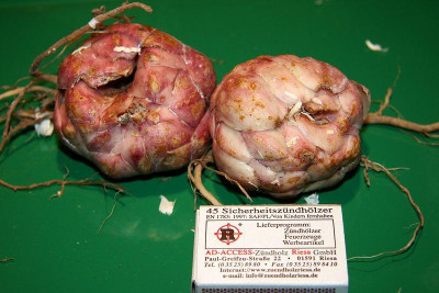 L.leichtliniiIM4609jpg.jpg