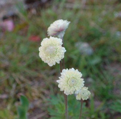 A_sylvestris_plena005_640.jpg