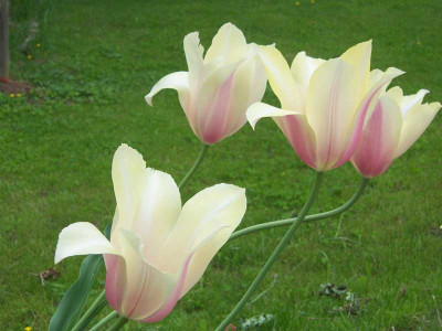 Tulpe-CK_web.jpg