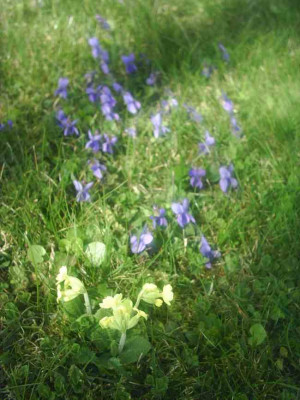 bluhende_Wiese.jpg