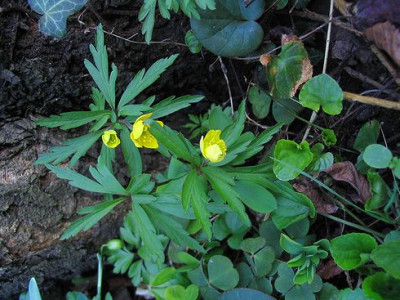 Anemone_ranunculoides.jpg