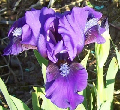 Mai_10_032_Nana_lila.jpg