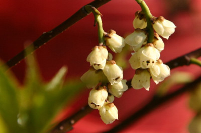 Stachyurus-April-1.jpg